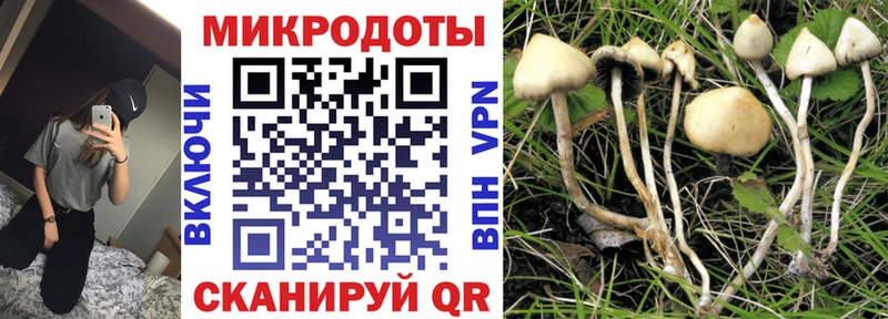 Галлюциногенные грибы Psilocybine cubensis  Ржев 